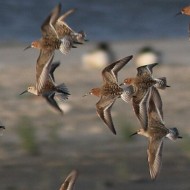 piovanelli comuni con piovanelli pancianera, Ca' Pasqua (VE), 11.05.2014