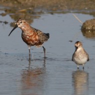 piovanello comune in abito riproduttivo con gambecchi comuni, Vallesina (VE), 3.08.2007