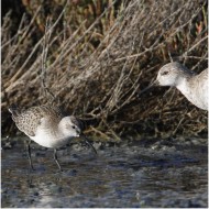 piovanello comune in abito invernale con combattente, settembre