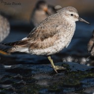 adulto in abito invernale, aprile