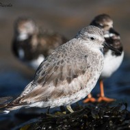 adulto in abito invernale, aprile