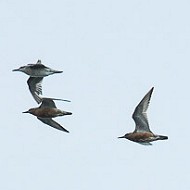 adulti in volo in abiti diversi, luglio