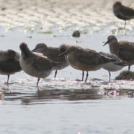 piovanelli maggiori con piovanelli tridattili e piovanelli pancianera, Sacca di Scardovari (RO), 10.09.2016