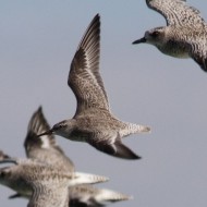 individuo in volo tra pivieresse, Valle Vecchia (VE), 12.10.2013