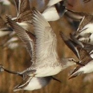 individuo in volo tra piovanelli pancianera, Valle Vecchia (VE), 7.11.2009
