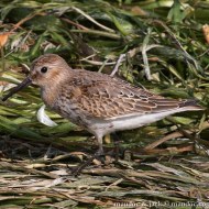 abito in muta, settembre