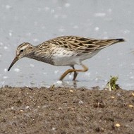 Isola della Scala (VR), 9.05.2012