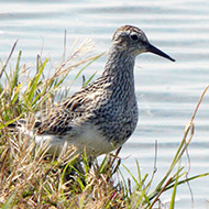Isola della Scala (VR), 10.05.2012