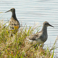 Isola della Scala (VR), 10.05.2012