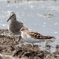 due piovanelli pettorali con gambecchi comuni, Isola della Scala (VR), 9.05.2012