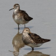 piovanello pettorale con piro piro boschereccio, luglio