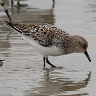 adulto in abito primaverile, aprile