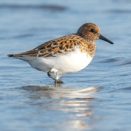 piovanello tridattilo in abito primaverile, Sacca degli Scardovari (RO), 12.05.2024