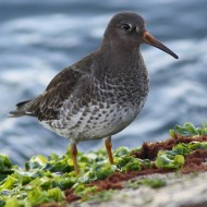 adulto in abito invernale, Lido di Venezia, 2.11.2015