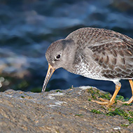 adulto in abito invernale, Lido di Venezia, 7.11.2015