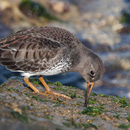adulto in abito invernale, Lido di Venezia, 7.11.2015