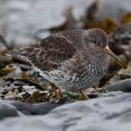 abito invernale, febbraio