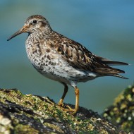 adulto in abito riproduttivo, luglio