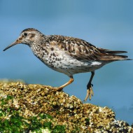 adulto in abito riproduttivo, luglio