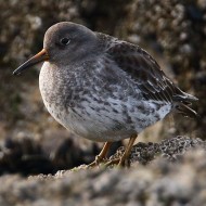 abito invernale, febbraio