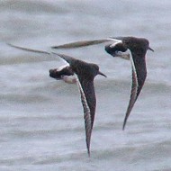 abito invernale, febbraio