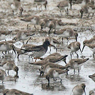 piovanello violetto in abito invernale con piovanelli pancianera, Lio Piccolo (VE), 21.02.2015