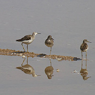 Nogara (VR), 23.04.2014