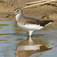 Vallesina (VE), 8.09.2007