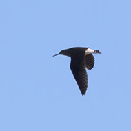 Delta del Po (RO), 22.01.2017