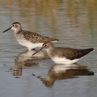piro piro culbianco (in primo piano) con piro piro boschereccio, Vallesina (VE), 25.08.2012
