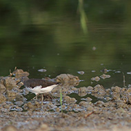 piro piro culbianco (a sn) con piro piro piccolo e piro piro boschereccio, Favaro Veneto (VE), 18.09.2009
