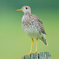 adulto, giugno - <a href=https://commons.wikimedia.org/wiki/File:UplandSandpiperOntario.jpg target=CC><font color=white>[photo credits]</font></a>