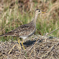 adulto, maggio - <a href=https://commons.wikimedia.org/wiki/File:Bartramia_longicauda_Long_Lake.jpg target=CC><font color=white>[photo credits]</font></a>