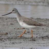 Chioggia (VE), 31.05.2014