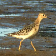 piro piro fulvo, settembre