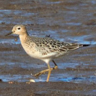 piro piro fulvo, settembre