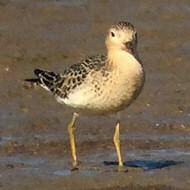 piro piro fulvo, settembre