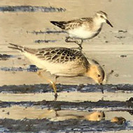 piro piro fulvo con gambecchio comune, settembre