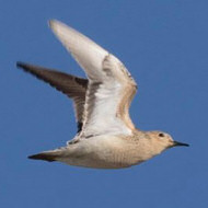 piro piro fulvo, settembre