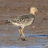 piro piro fulvo, settembre