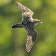 Giare di Mira, 16.5.2025