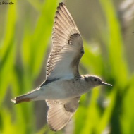 Giare di Mira, 16.5.2025