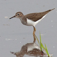 Isola della Scala (VR), 23.04.2014