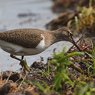 Isola della Scala (VR), 2.05.2018