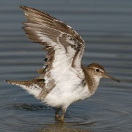 Vallesina (VE), 21.07.2007