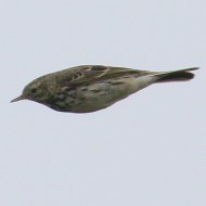 adulto, Mestre (VE), 19.03.2019