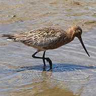 maschio in abito riproduttivo incompleto, aprile