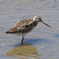 abito di transizione, aprile