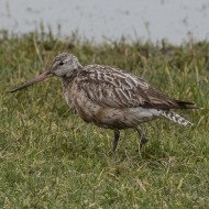 adulto in abito di transizione, febbraio