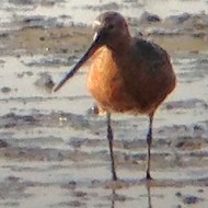 maschio in abito riproduttivo, maggio